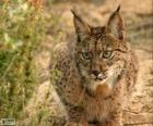 European Lynx