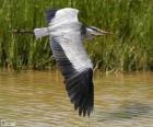 Grey Heron