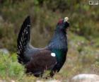 Male Western Capercaillie