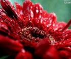 Red flower