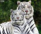 White Bengal Tigers