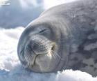 Weddell seal