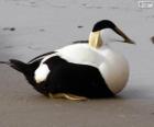 Common Eider