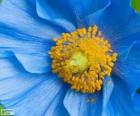 Blue flower