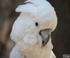 White Cockatoo