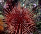 Sea Urchin