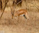 Gazella bennettii