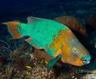 Parrotfish