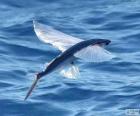 Flying fish