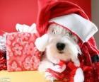 Dog with a Santa Claus hat and his gift