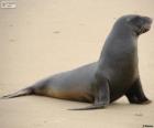 Sea lion