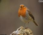 European Robin