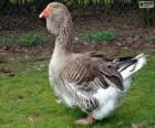 Toulouse goose