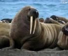 A walrus with its long tusks, a large semi-aquatic mammal from the Arctic