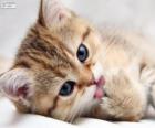 Kitten licking its paw