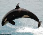 Orca in a jump. A cetacean with black skin with white parts