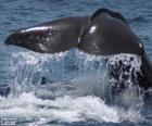 Bright tail of a great whale
