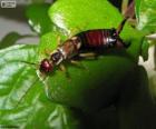 Earwig