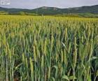 Field of spring cereals