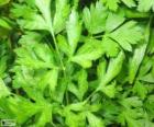 Parsley or garden parsley