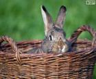 Rabbit in a wicker basket