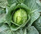 White cabbage