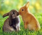 Two beautiful rabbits face to face