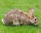 Wild rabbit