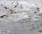Open water swimming
