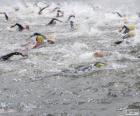 Open water swimming