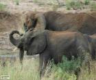 Elephants eating herbs