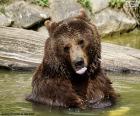 A big bear in the water taking a nice bath