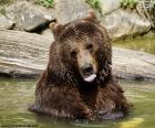 Big bear in the water