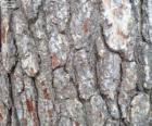 Pine Bark