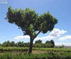 Tree in the field