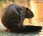 A beaver with its flat tail