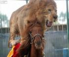 Lion and horse doing their circus performance