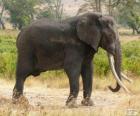 A large elephant