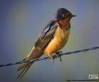Barn swallow, bird's migration habits