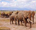 Group of elephants in the great and warm African savannah