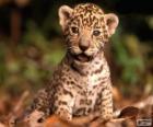 A small jaguar