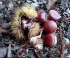 Chestnuts, one of the typical fruits of autumn