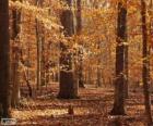 Forest in autumn