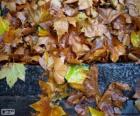 Wet leaves after a rain of autumn