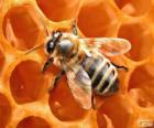 The honey bee. The bees that produce honey