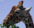 Giraffe eating