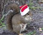 Squirrel with the hat of Santa Claus