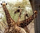 Four giraffes