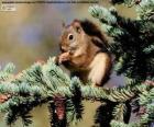 Red squirrel on a tree