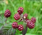 Blackberries fruit